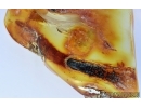 Rare, long 34mm! LIZARD TAIL, REPTILIA. Fossil inclusion in Baltic amber #6205