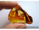 Rare, long 34mm! LIZARD TAIL, REPTILIA. Fossil inclusion in Baltic amber #6205