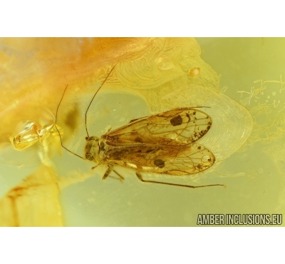 PSOCOPTERA, PSOCID and FLIES DOLICHOPODIDAE,  . Fossil insects in Baltic amber #6213