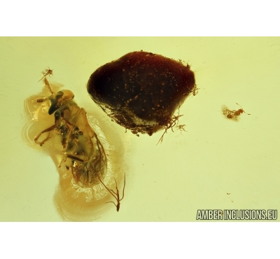 Hymenoptera, Two Wasps and Bud. Fossil insects in Baltic amber #6216