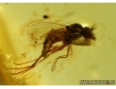 Hymenoptera, Two Wasps and Fly. Fossil insects in Baltic amber #6217
