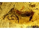 RARE COCCID, COCCOIDEA, ANT and COLLEMBOLA. Fossil inclusions in Baltic amber #6219