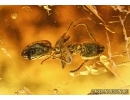 RARE COCCID, COCCOIDEA, ANT and COLLEMBOLA. Fossil inclusions in Baltic amber #6219