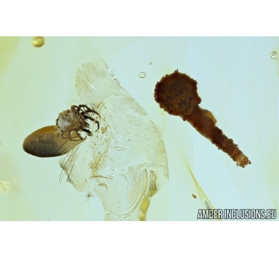 Lepidoptera, Caterpillar case and Mite Caeculidae . Fossil inclusions in Baltic amber #6227