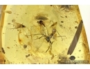 Rare Mite, Ixodida, Argasidae + Leaves, Beetle, Ant and More. Fossil inclusions in Baltic amber #6228