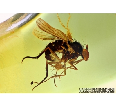 Dolichopodidae, Long-legged fly with Mite. Fossil insects in Baltic amber #6229