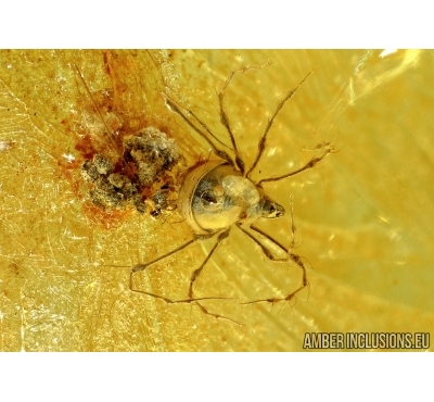 Rare Mite, Oribatida. Fossil insect in Baltic amber #6231