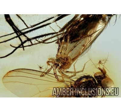 Dolichopodidae, Long-legged flies and Mite Anystidae. Fossil insects in Baltic amber #6234