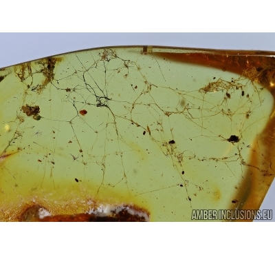 Araneae, Spider Web. Fossil inclusion in Baltic amber #6237