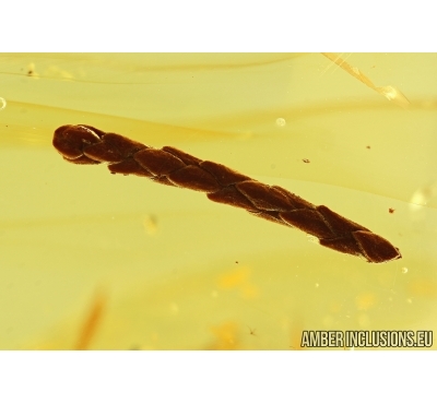 NICE THUJA TWIG. Fossil inclusion in Baltic amber #6238