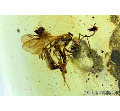 Hymenoptera, Winged Ant. Fossil insect in Baltic amber #6239