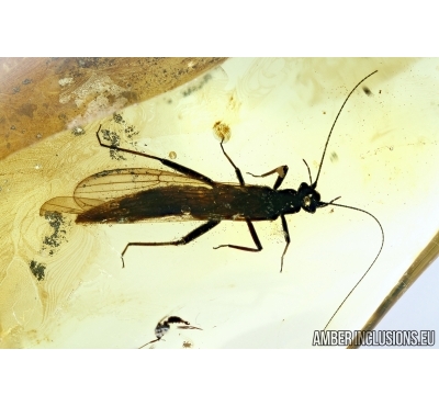 Plecoptera, stonefly. Fossil insect in Baltic amber #6267