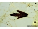 Rare Leaf in Spider Web. Fossil inclusion in Baltic amber #6269
