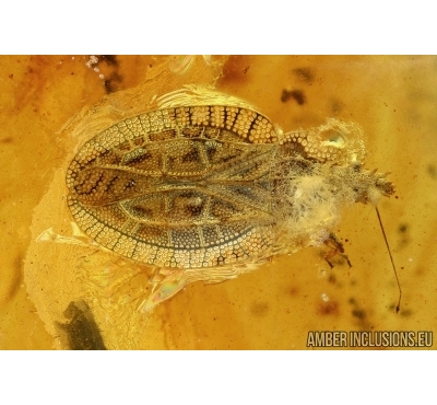 RARE LACE BUG, TINGIDAE. Fossil inclusion in BALTIC AMBER #6272