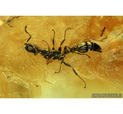 Rare Ant, Two Beetles Dermestidae and Ptinidae, Wasp, Spider and More. Fossil inclusions in Baltic amber #6277