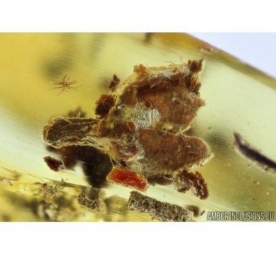 Nice Flower. Fossil inclusion in Baltic amber #6278