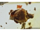Nice Flower. Fossil inclusion in Baltic amber #6278