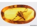 Flower in Spider Web. Fossil inclusion in Baltic amber #6279