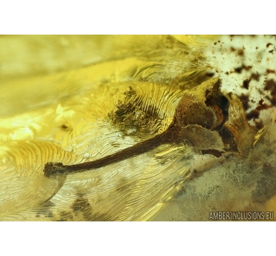 Nice Flower. Fossil inclusion in Baltic amber #6280