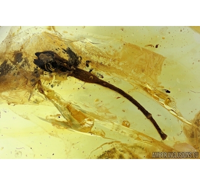 Flower. Fossil inclusion in Baltic amber #6282