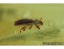 Latridiidae, Brown scavenger beetle. fossil insect in Baltic amber #6301