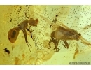 Curculionidae, Weevil Beetle, Ant, Moss and Spider. Fossil inclusions in Baltic amber #6302