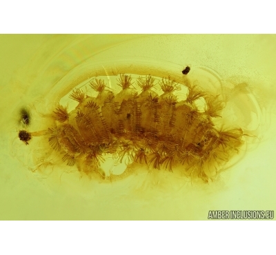 MYRIAPODA, POLYXENIDAE and MORE. Fossil insect in BALTIC AMBER #6304