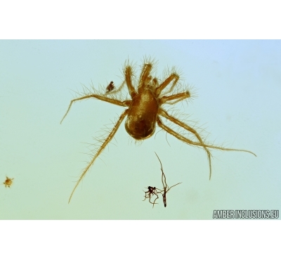 Very Nice Mite Anystidae, Spider and More. Fossil insects in Baltic amber #6305