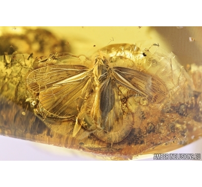VERY NICE, BIG WINGED PLANTHOPPER, CICADA. Fossil insect in Baltic amber #6308