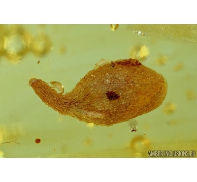 Nice Flower. Fossil inclusion in Baltic amber #6307