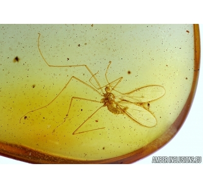 Rare Crane fly, Limoniidae, Cheilotrichia. Fossil insect in Baltic amber #6313