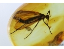 Rare fly, Axymyiidae. Fossil insect in Baltic amber #6311