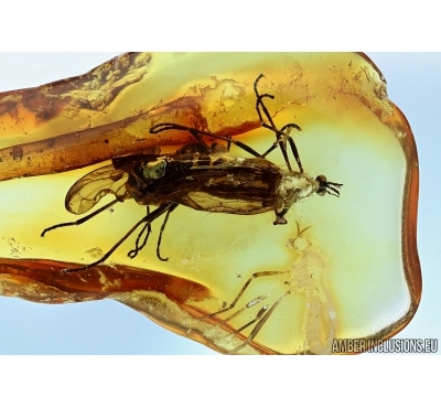 Axymyiidae Mating (Copula). Fossil insects in Baltic amber #6312