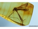 Crane fly, Limoniidae. Fossil insect in Baltic amber #6314