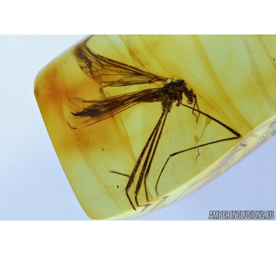 Crane fly, Limoniidae. Fossil insect in Baltic amber #6314