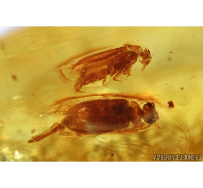 Nice False Flower Beetles Couple , Scraptiidae in Mating Dance. Fossil insects in Baltic amber #6315