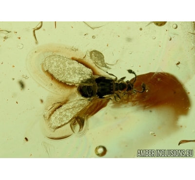 Staphylinidae, Pselaphinae. Rove beetle. Fossil insect in Baltic amber #6316