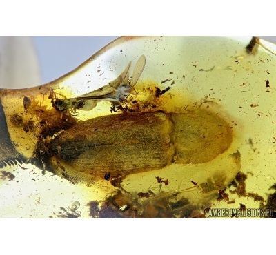 Big 17mm! Click beetle, Elateridae and Two Termites, Isoptera. Fossil inclusions in Baltic amber #6318