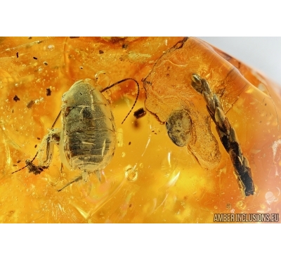 Blattaria, Cockroach and Thuja. Fossil inclusions in Baltic amber #6320