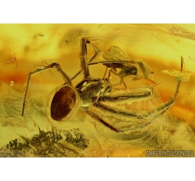 Araneae, Spider and Fly. Fossil inclusions in Baltic amber #6322
