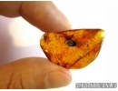 Very nice Leaf. Fossil inclusion in Baltic amber #6324