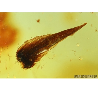 Very nice Leaf and Gnats. Fossil inclusions in Baltic amber #6326