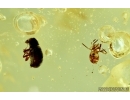 Rare Beetle, Glaesotropis (Electranthribus) gratshevi. Fossil insect in Baltic amber #6330