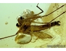 Extremely Rare Mosquito, Culicidae, Culex. Fossil insect in Baltic amber #6333