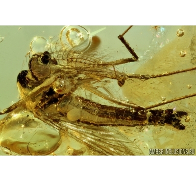 Extremely Rare Mosquito, Culicidae, Culex. Fossil insect in Baltic amber #6333