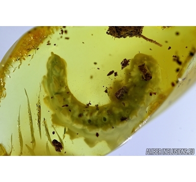    Extremely rare water riffle beetle larva Elmidae. Fossil insect in Baltic amber #6335