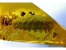    Extremely rare water riffle beetle larva Elmidae. Fossil insect in Baltic amber #6335