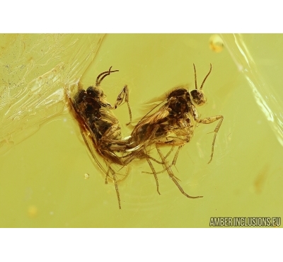 Fungus gnats Mating (Copula), Mycetophilidae and Spider. Fossil inclusions in  BALTIC AMBER #6336