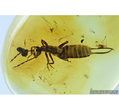 EARWIG, DERMAPTERA. Fossil insect in BALTIC AMBER #6337