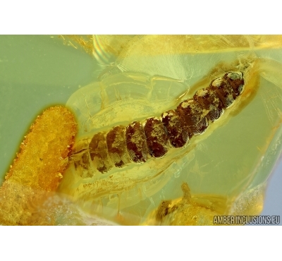 Rare beetle larva, probably Cerambycidae. Fossil insect in Baltic amber #6338